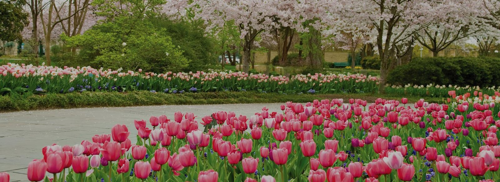 Dallas Blooms A World Of Flowers
